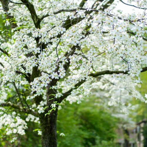 White Dogwood Tree