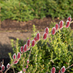 Fuzzy deep red pussy willow catkins on live stakes, soft green background