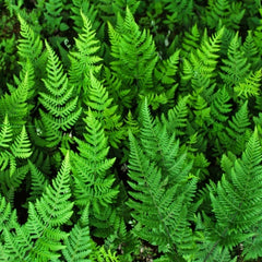 Cold Zone Ferns