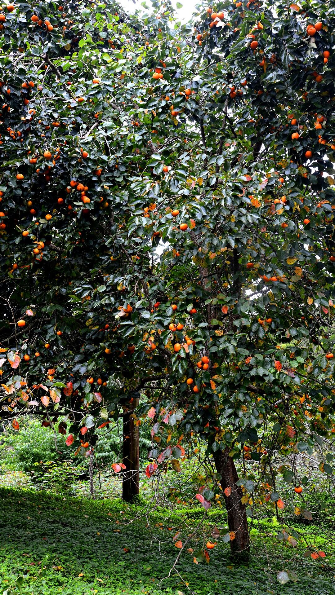 Fuyu Persimmon Tree