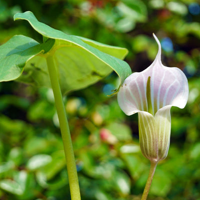 Jack In The Pulpit - TN Nursery