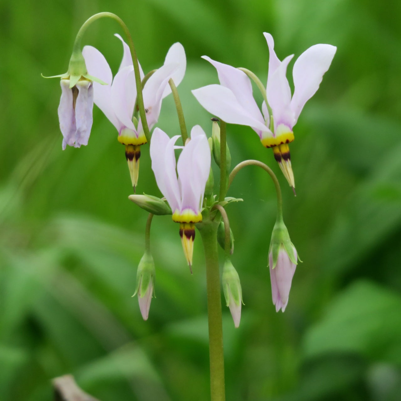 Shooting Star Plant - TN Nursery