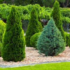 Conifer Shrubs