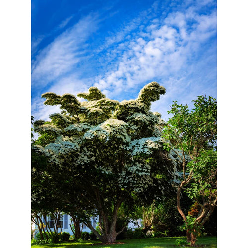 White Dogwood Tree