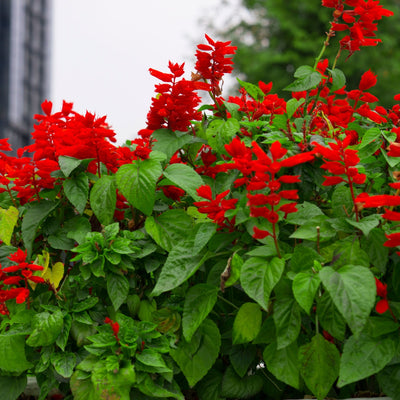 Red Cardinal Lobelia - TN Nursery