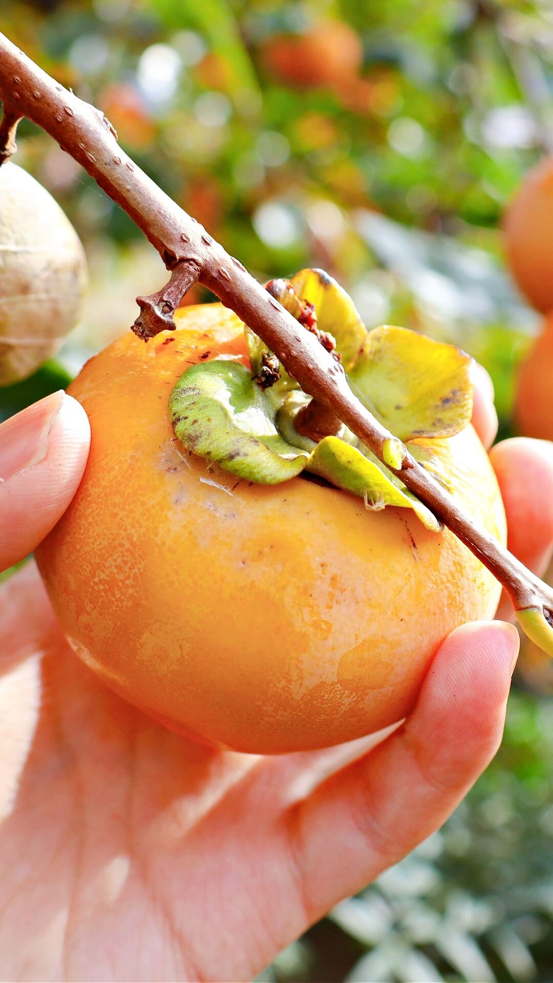 Fuyu Persimmon Tree