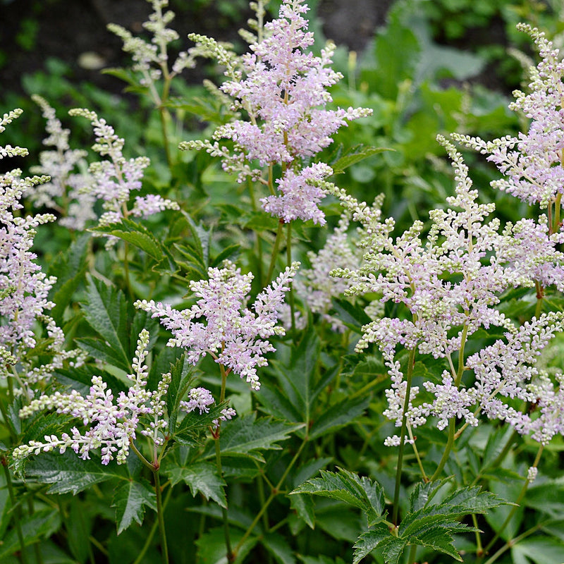 Ivory Blooming Trio: lush pale lavender goats beard flowers above green serrated leaves