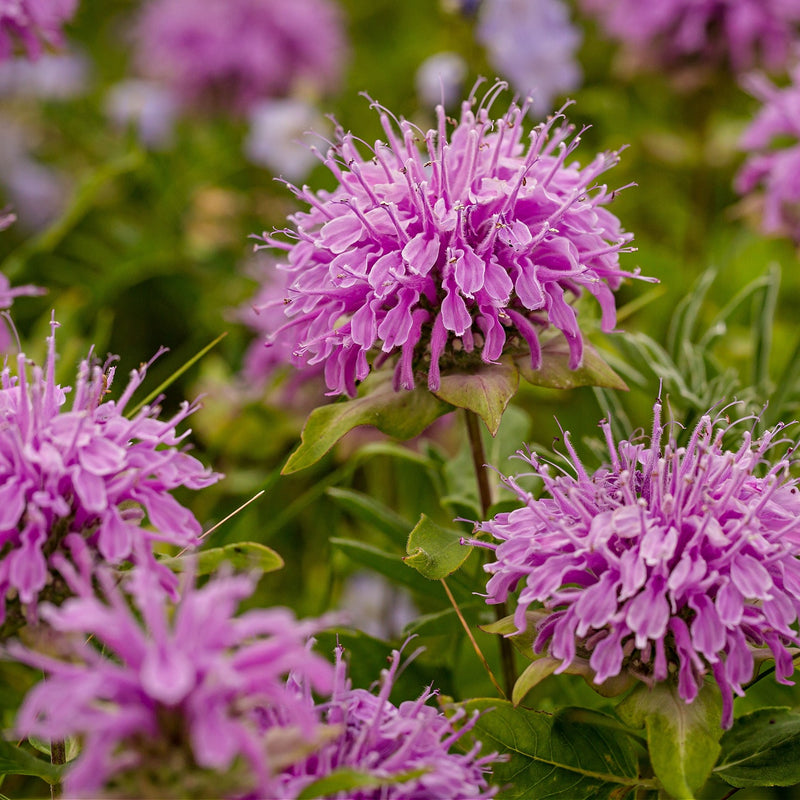 Bee Balm