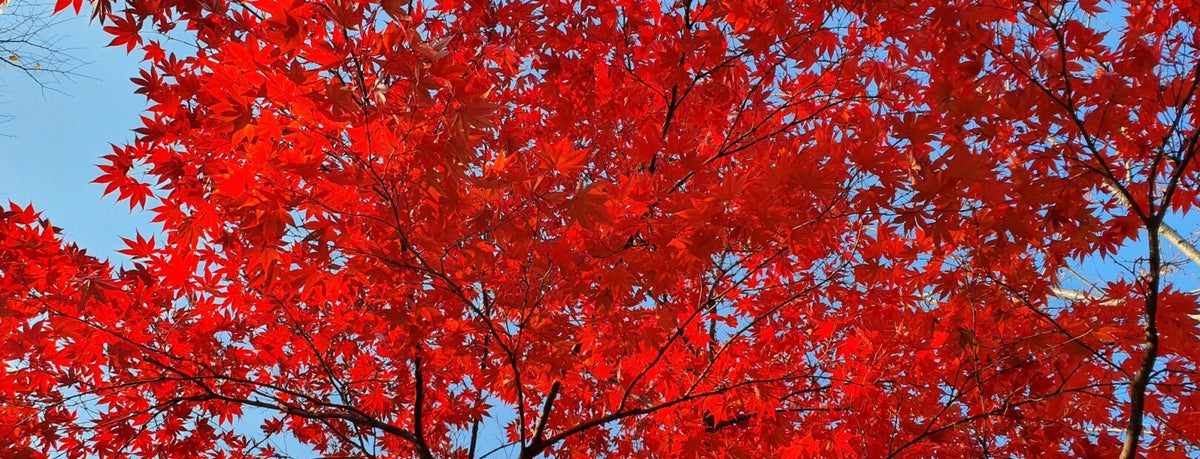 Vibrant red maple leaves with intricate veining and serrated edges, set against a clear blue sky.