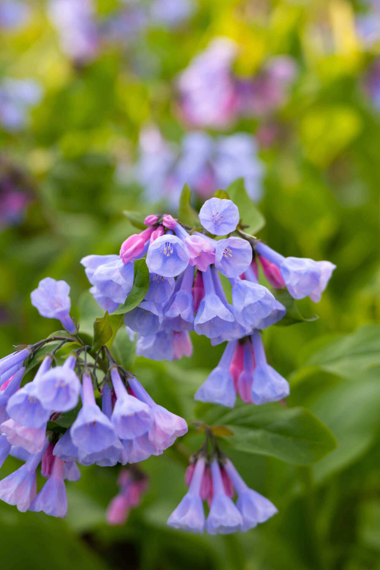 Virginia Bluebell