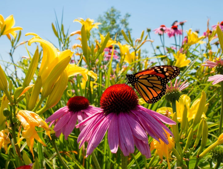 Blooming Age Perennials