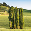 Populus Nigra Seedlings