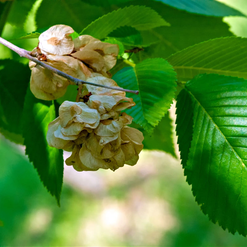 Ulmus Americana Seedlings