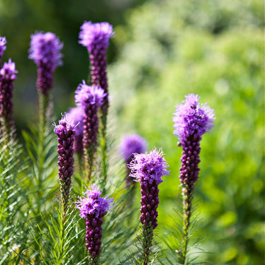 Purple blazing star Gayfeather Liatris plant with feathery petals
