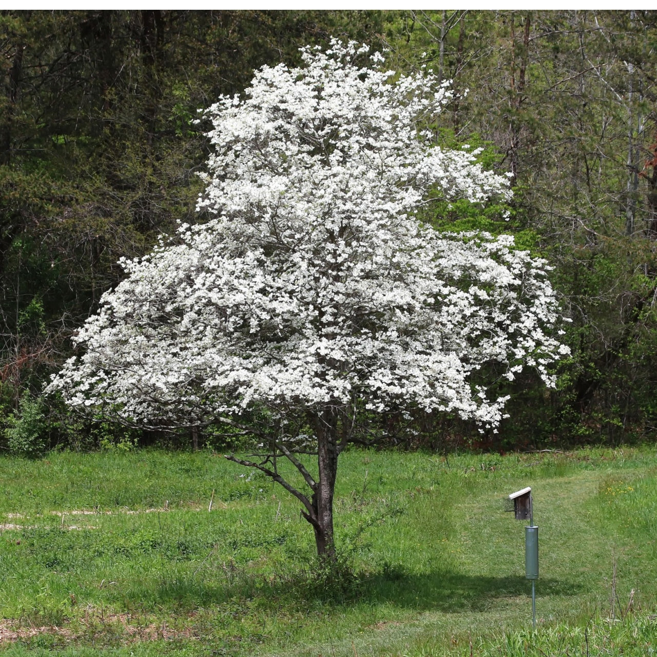 white dogwood tree