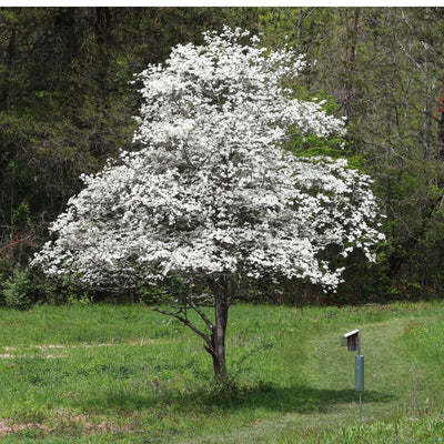 white dogwood tree