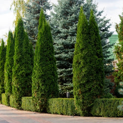 Evergreen Conifer Trees