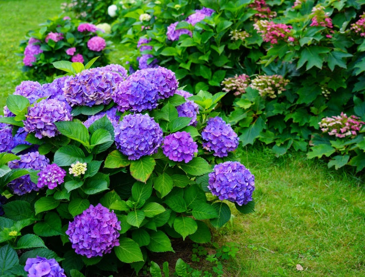 Versatile Shrubs