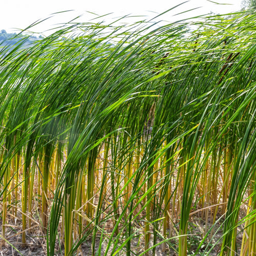 Bulrush