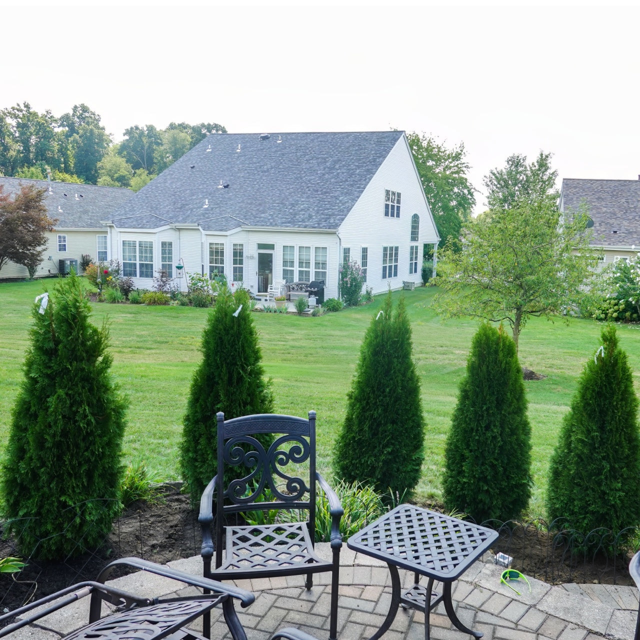 American Arborvitae - TN Nursery