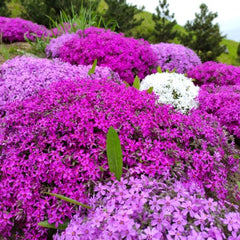 Flowering Vines