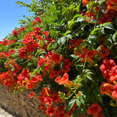 Climbing Vines