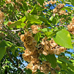 Slippery Elm Tree Seedlings