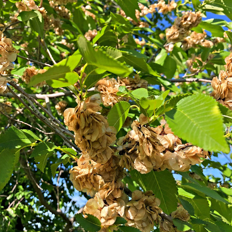 Slippery Elm Tree Seedlings
