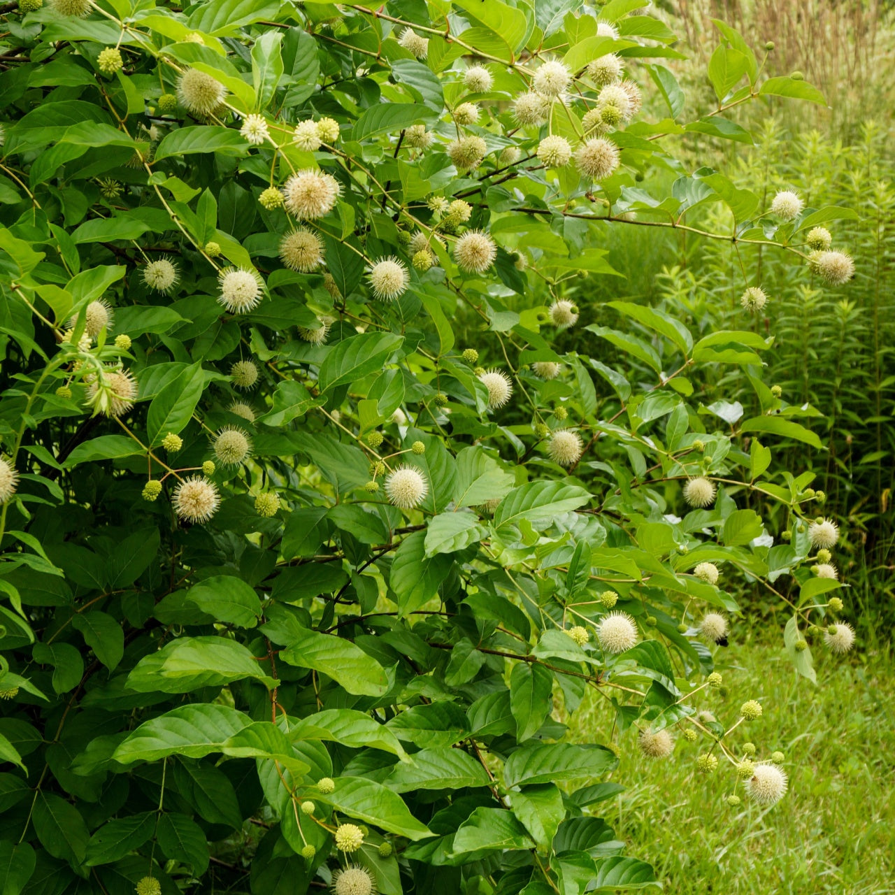 Bush with vibrant green leaves and fluffy white flowers for live tree stakes