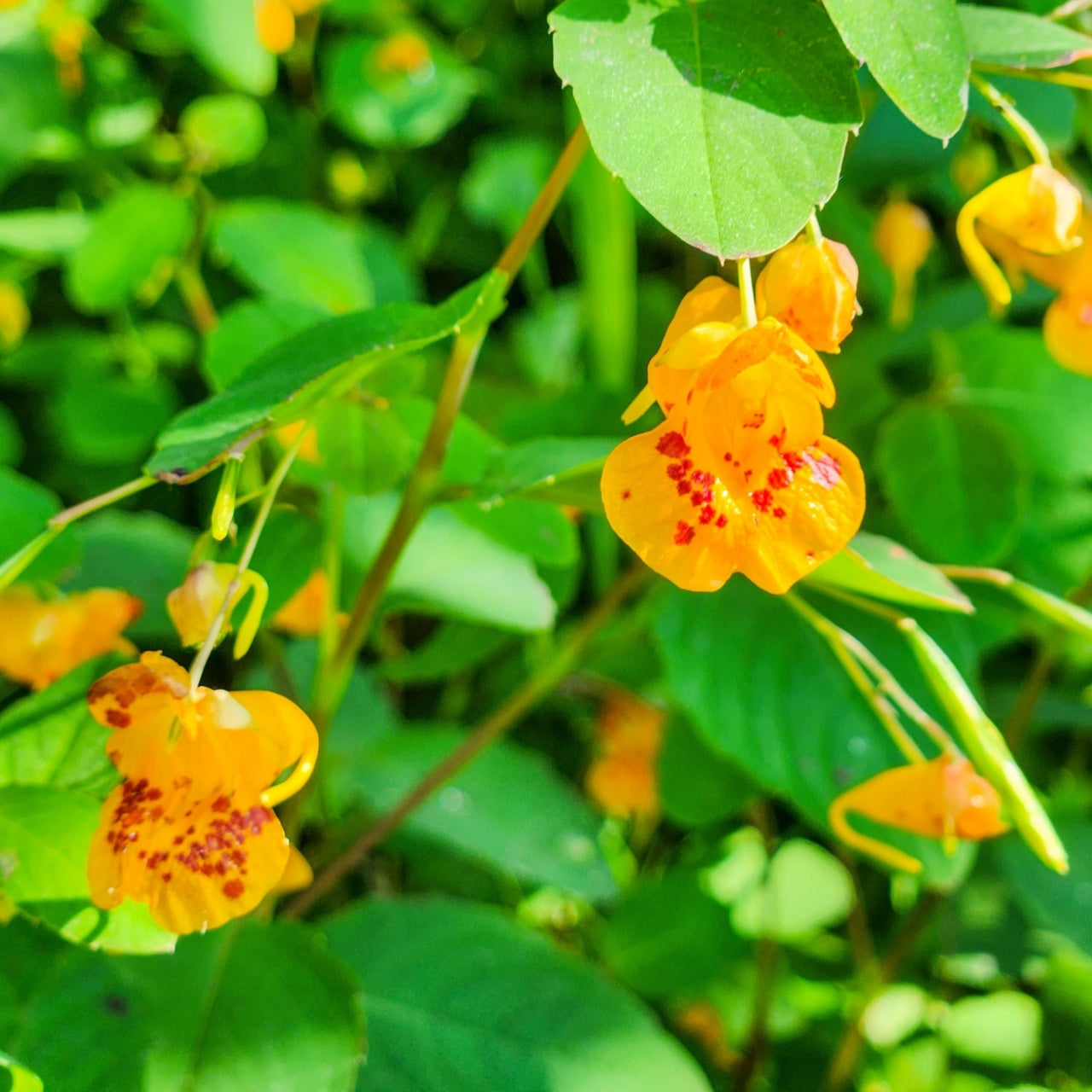 Jewelweed Plant - TN Nursery