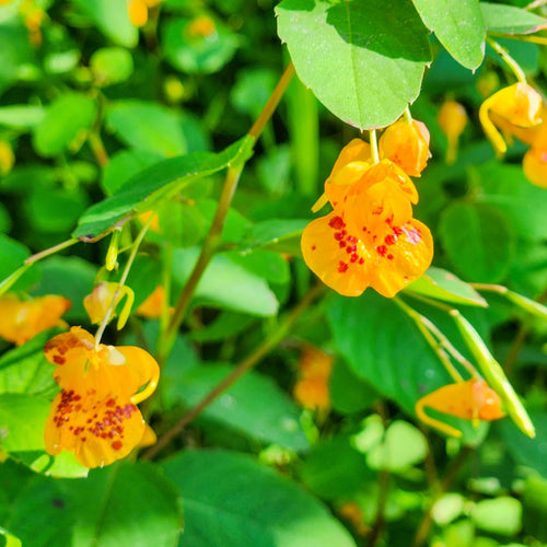 Jewelweed Plant