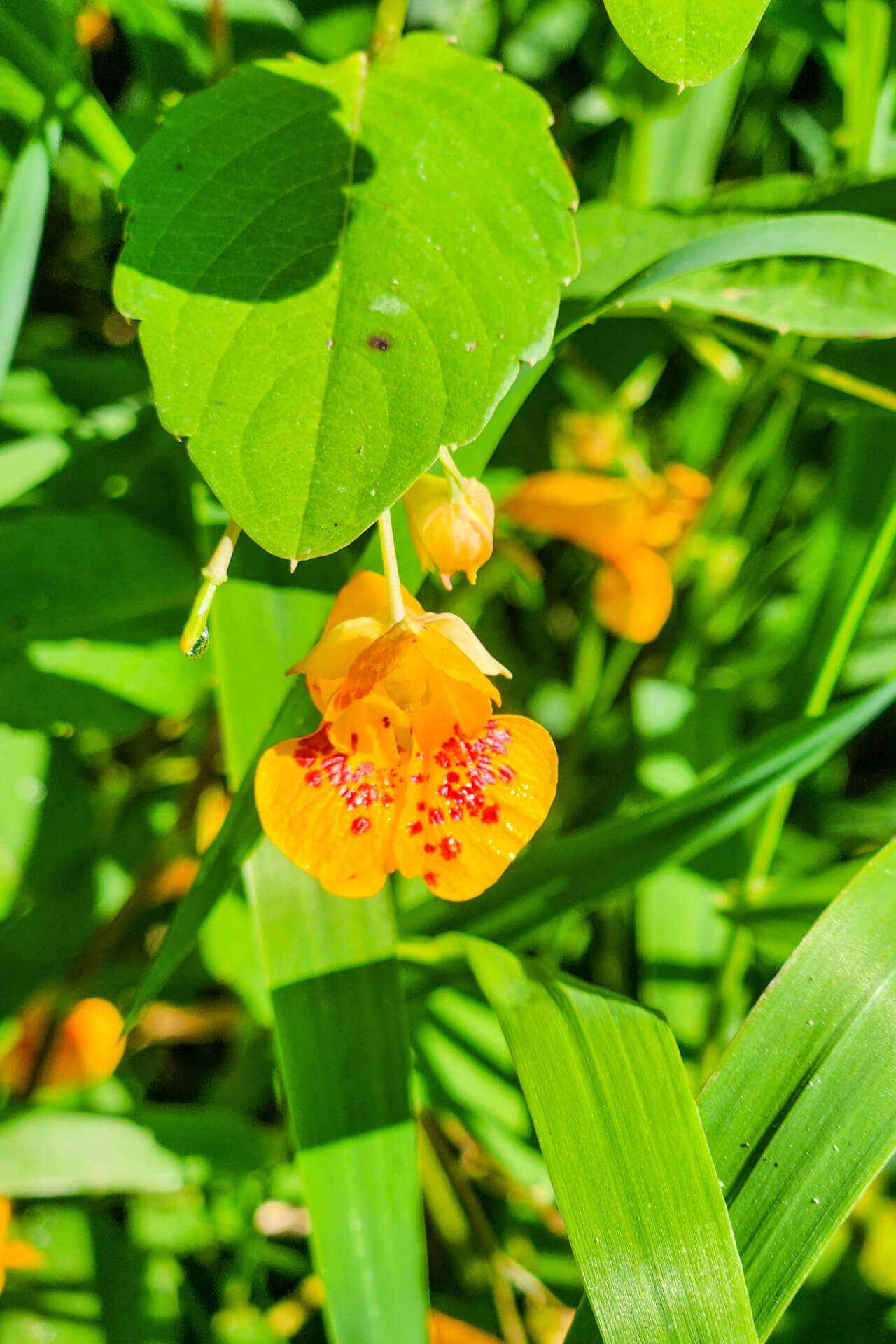 Jewelweed plant