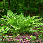 Hardy Fern Trio