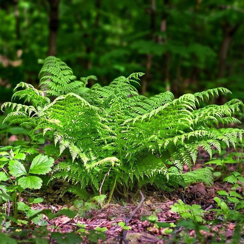 Hardy Fern Trio