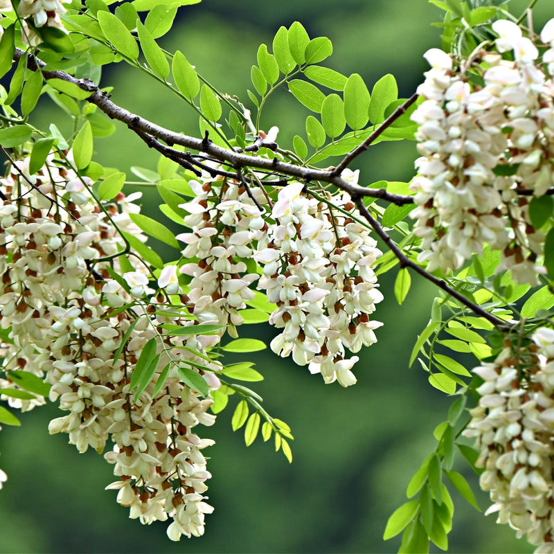 Honey Locust Tree