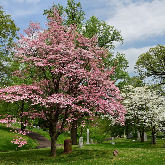 flowering dogwood trees