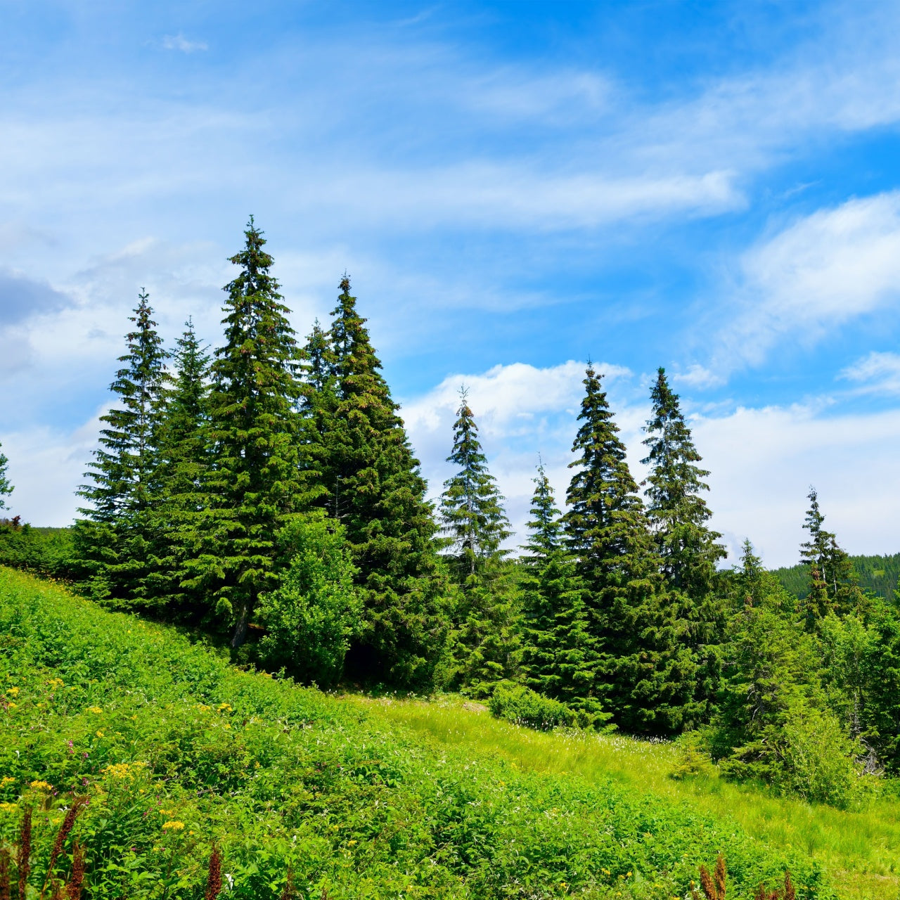 Pine Trees - TN Nursery