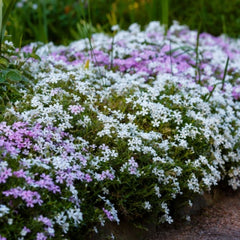 Flowering Vines