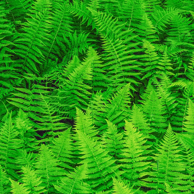 New York Fern