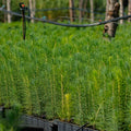 Row of young trees in pots with a blurred background