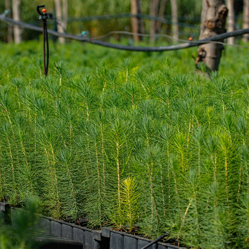 Row of young trees in pots with a blurred background