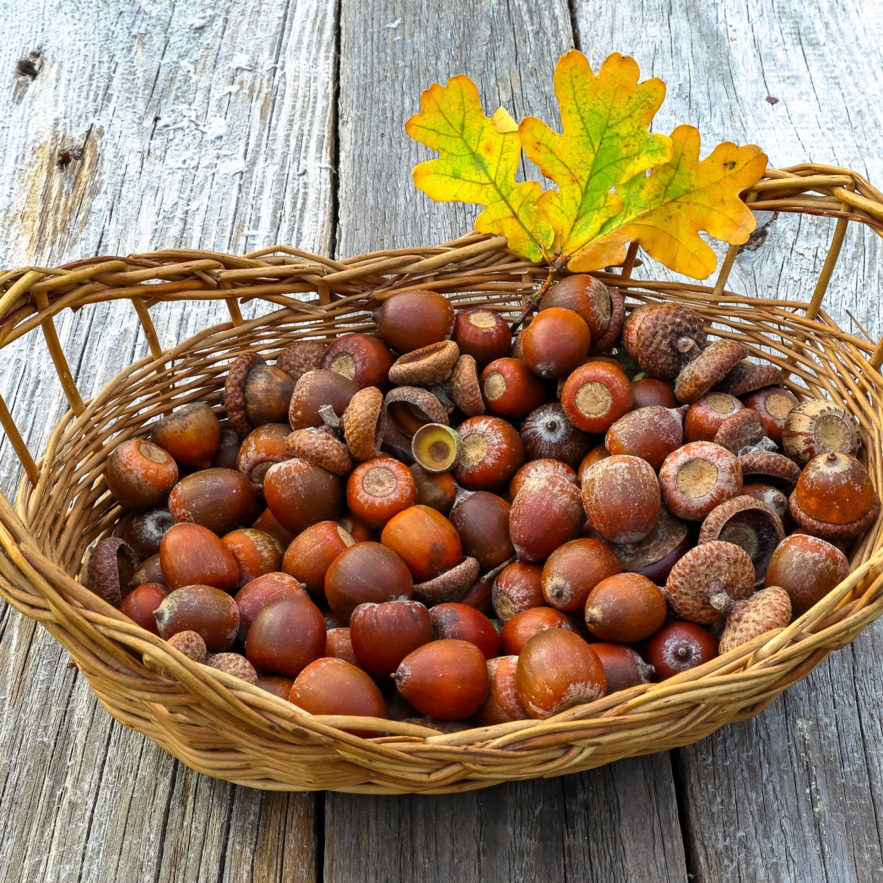 Acorns