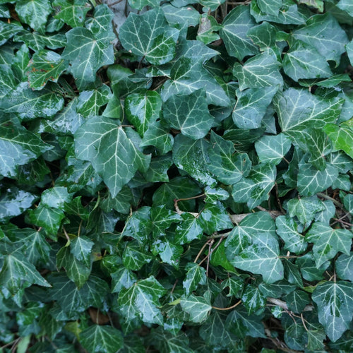 English Ivy