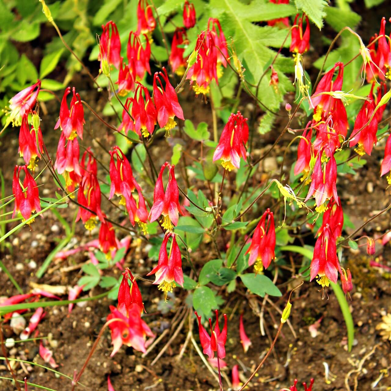 Columbine Plant