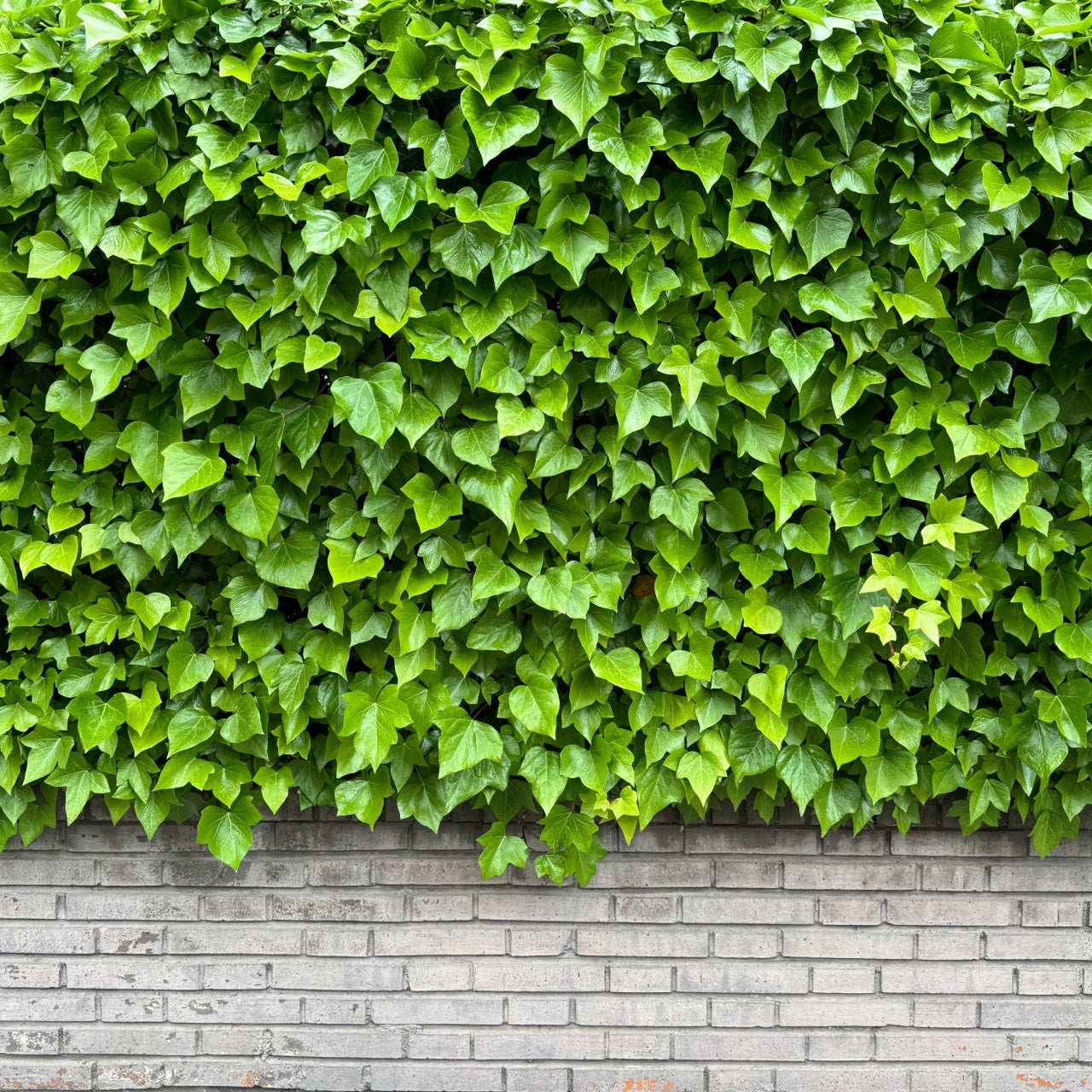 English Ivy - TN Nursery