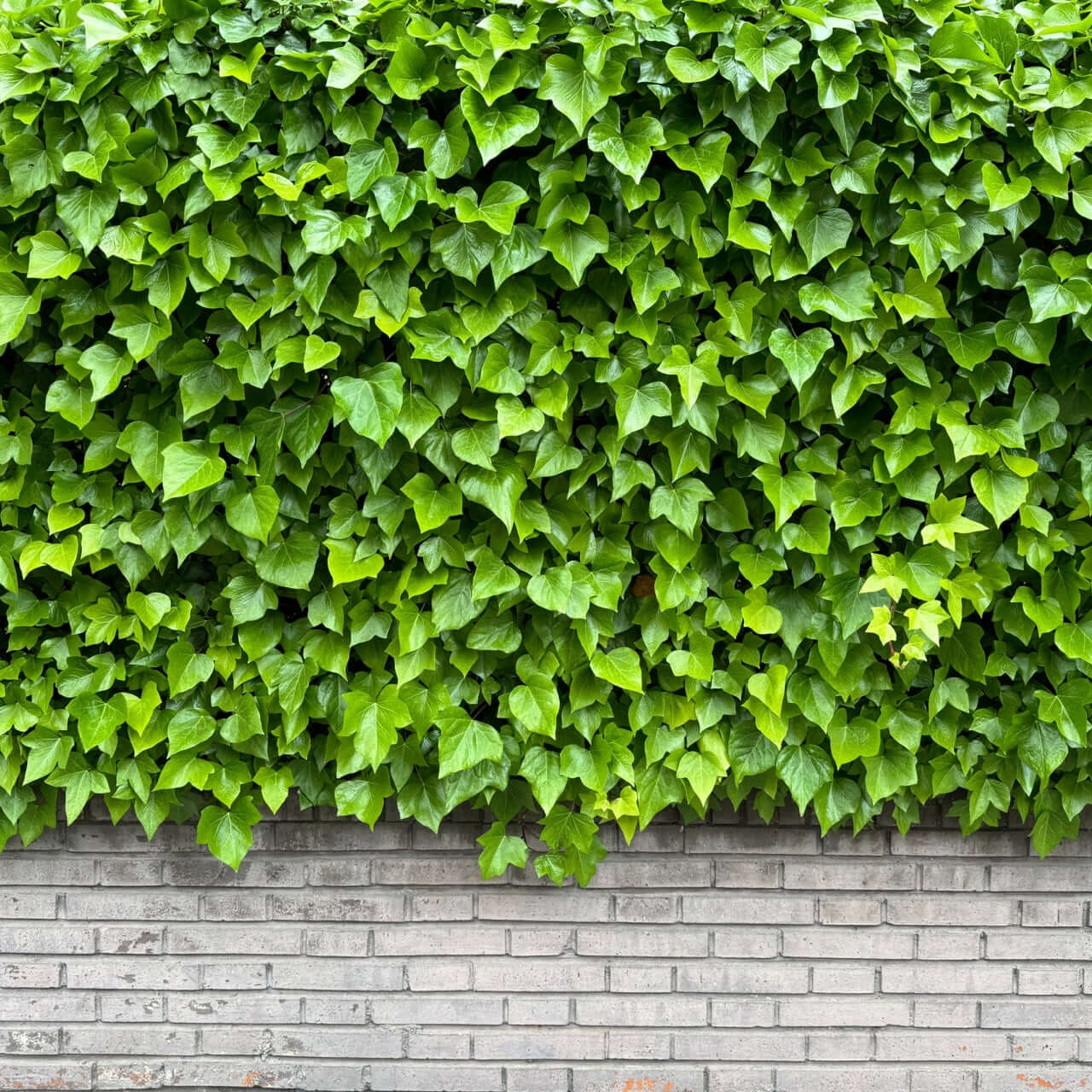 English ivy with heart-shaped leaves cascading over gray brick wall