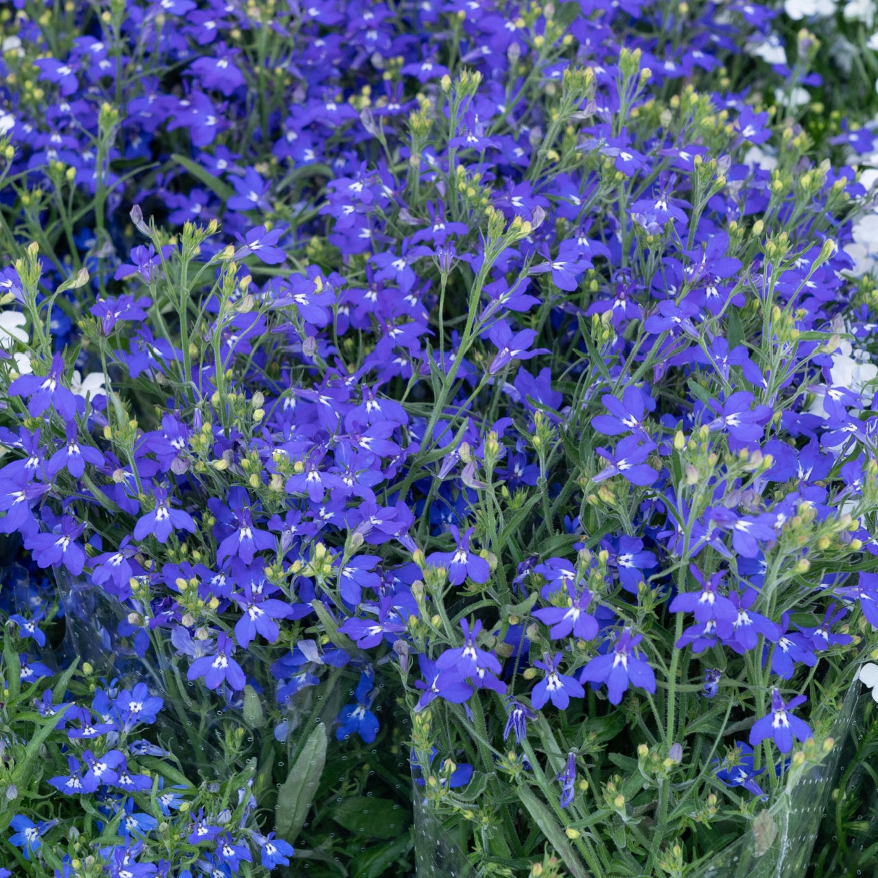 blue lobelia - TN Nursery