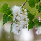 Cottonwood Tree