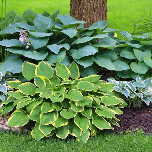 Hosta