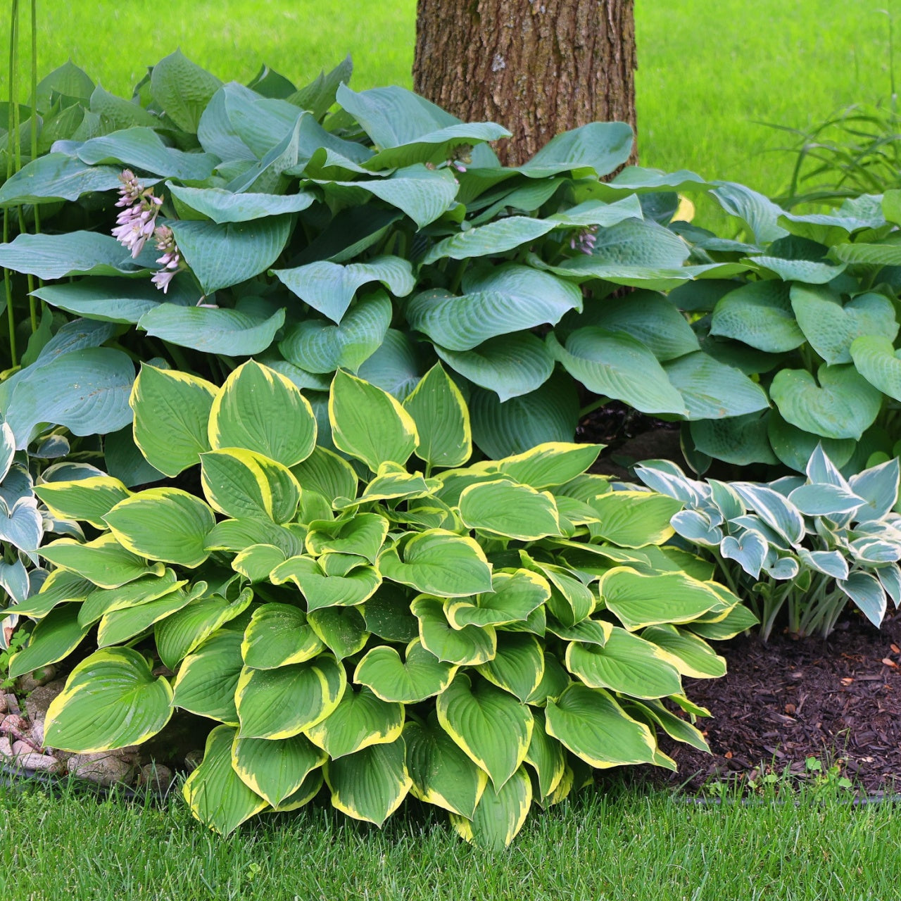 hosta plant - TN Nursery